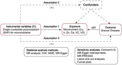 Effect of micronutrients on the risk of Graves’ disease: a Mendelian randomization study